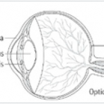 Physiology of the eye 眼睛的生理结构